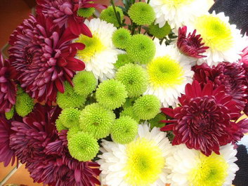 Chrysanthemums